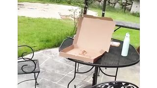 Bird like pizza????????