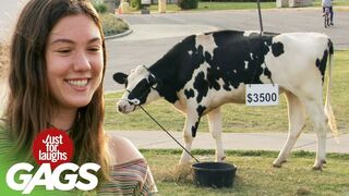 Girlfriends Risk Their Relationships To Buy A Cow