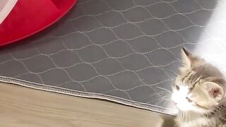 Funny and cute animals #99
