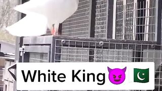 White King