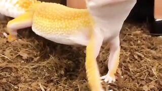 Funny and cute animals #100