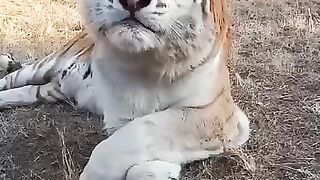 Tigaar Ka Kamaal