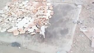 Homeless Hungry Cats Video