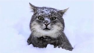 Try Not To Laugh With These Funny Pets