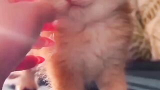 Animal lovers