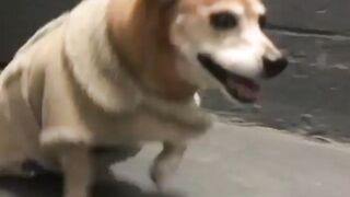 Cute Animals? Wait for end