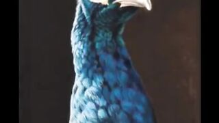 Beautiful Peacocks, #WhatsApp DPz, #Shorts