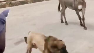 Dog & Donkey figjt