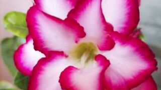 Beautiful Flowers DPz, Amazing Flowers #shrots