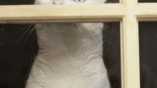 cat video