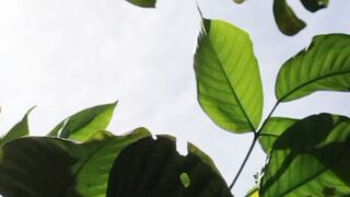 Beautiful nature video