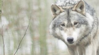 Wolf -