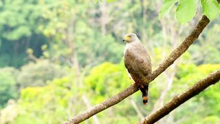 Buetyfull brids