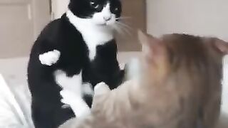New funny cats #shorts