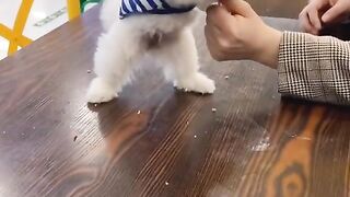 Pet dogs