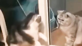 Funny cats ????????????