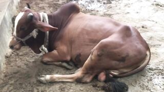 Cow Purani Yadien