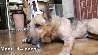 my dog ​​is sick