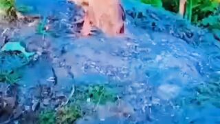 Titar ki mast awazs #short#shortvideo