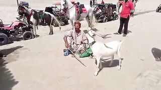 Monkey Show Funny