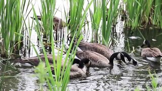 Nature and birds beautifull creature on our water