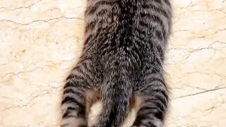 Baby Dogs - Cute and Funny Dog Videos Compilation #1| speedy