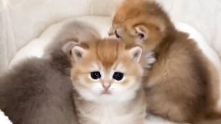 Baby Dogs - Cute and Funny Dog Videos Compilation #2 | Speedy