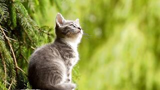 Cute Cat's