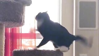These funny and funny animals
