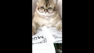 Funny Cute ❤️ Dogs ???? And Cats ???? #Dogs And #Cats beautifuk cats