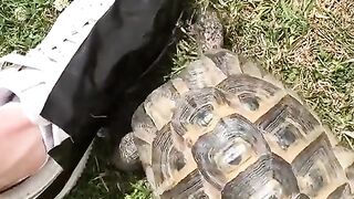 Turtle is very angry on??