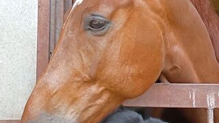 Gentle Horse Befriends Tiny Kitten