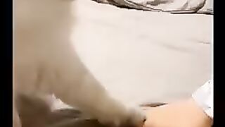 Cute cat videos ????????????
