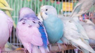 baby parrot
