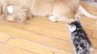 brave kitten