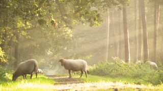 sheeps