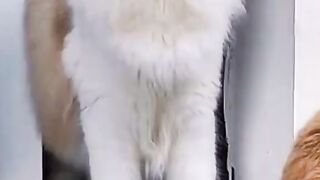 Cuteness Overload | Adorable Kittens at Play????