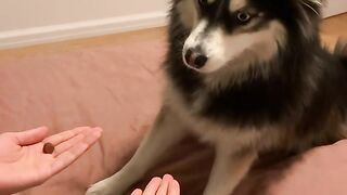 funny video
