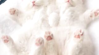 Cutie kitten ????