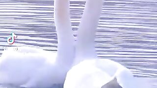 Love Birds