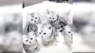 Cutties cat