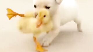 littel hens and dog ???? #shorts #viral #trending