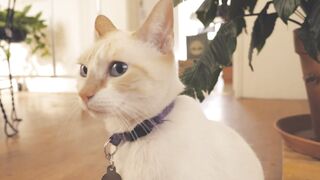 "Helping Scared Cats: Understanding and Overcoming Feline Fear"