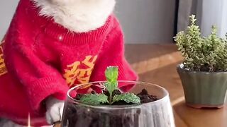 Funny Cute Cat Video Tiktok