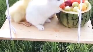 Funny Pets Eating Together