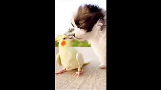 Cute and Funny