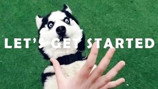 You Can't Stop Laughing At These Funny Dogs Reactions Pets Town