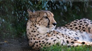 Cheetah