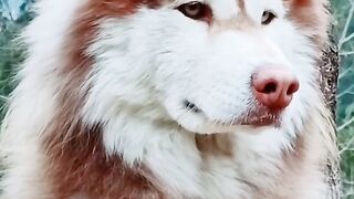 Dog lovers