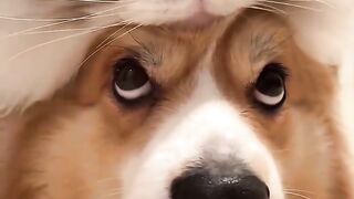 Funny cat and dog { love relation }